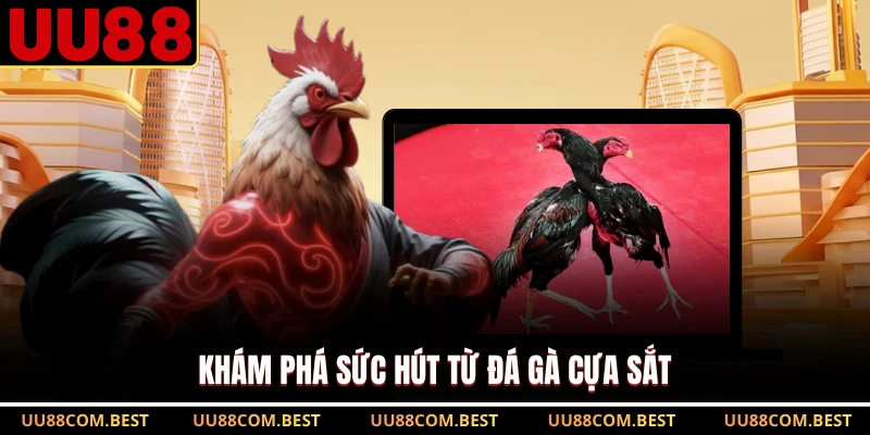 Khám phá sức hút từ đá gà cựa sắt
